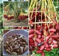 10 เมล็ด เมล็ดพันธุ์ Seeds Plant อินทผาลัม (Date palm) จากต้นเพาะเนื้อเยื้อ สายพันธุ์ บาฮี แดง