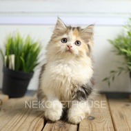 Anak Kucing Kitten Persia Longhair Bukan Anggora Lucu dan Aktif