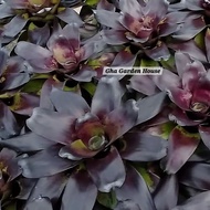 Rare Id : Neo Pitch Black / Bromeliad By Gha Garden House / Neo Pitch Black  X Black Moon