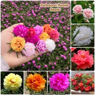 [Fast Germination] Double Petals Portulaca Flower Seeds Bonsai Flowering Plants Seeds Indoor Plants Outdoor Real Plants Mayana Varieties Potted Live Plants for Sale Gardening Decor (1000pcs Seeds for Planting Flowers - Easy To Grow In Local Philippines)