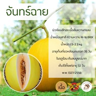 เมล็ดเมล่อนพันธุ์จันทร์ฉาย 100 เมล็ด ตราพยัคฆ์ติดปีก เมล็ดพันธุ์ เนื้อส้ม