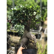 Ficus Bonsai (盆栽) Microcarpa 1ft tall and higher [FREE SHIPPING]