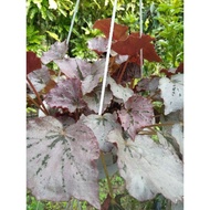 Begonia Rex Plant (spesis asam Batu)🌹