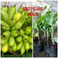 bibit pisang ulin bulin Benih pohon tanaman buah di dalam pot tabulampot
