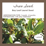 BayLeaf Laurel Seeds Laurel Tree per pack/ Money Tree Seed