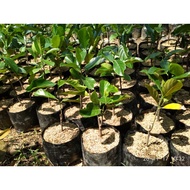 bibit nangka madu, merah