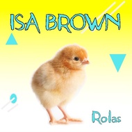 DOC ANAK AYAM PETELUR LAYER PETELOR BIBIT ISA BROWN BETINA NEW HOPE