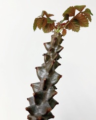 墨西哥角欖｜Beiselia mexicana｜❤️‍🔥  ………………………………….. NO·妖炎·塊根植物·象牙宮·龜甲龍·象足漆樹·白皮橄欖·龍舌蘭·