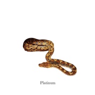 retic Platinum ph albino