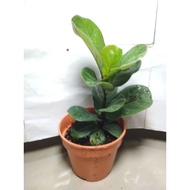 Fiddle Fig Life Plant Small Leaf
