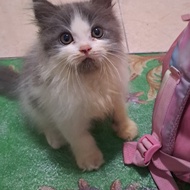  kucing anggora/kitten Persia flatnose/kucing Persia betina 