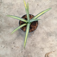 Agave Macrochanta Varigata