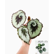 Tanaman Hias Begonia Keong Begonia Escargot silver