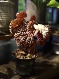 黑山秋海棠 Begonia ‘Black Mountain’