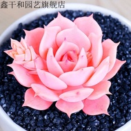 Plants that are truly alive 活着的植物Large Succulents Big Coral Succulent Plant Jade Dew Succulent Plant