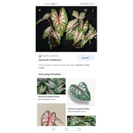 Caladium Corousel &amp; Celebration