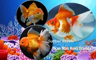 ikan mas koki oranda - gold fish koki oranda ikan mas hiasan aquarium aquascape terlaris