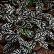 tanaman alocasia dragon silver