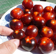 Rare Tomato bing Seeds Cherry
