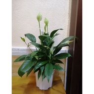 Peace Lily / Spathiphyllum with pot 白掌+花盆 Indoor Live Plant Air Purifying