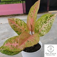 TANAMAN HIAS AGLONEMA BIG ROY / AGLAONEMA BIG ROY CANTIK