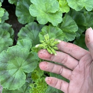 Geraniums, height 25cm in bud, planted in bags to decorate balcony garden balcony decoration outdoor
