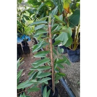 Anak Pokok Durian D24-FruitNurseryMalaysia