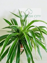 GardenMart4U Chlorophytum Spider Fern Pokok Klorofitum 吊兰