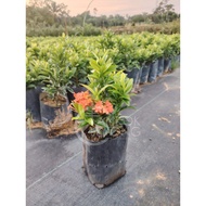 Malaysia Stock Ixora Chinensis/Red/Orange/Yellow/White (Polybag 8x9) 龙船花/英丹/仙丹花 (Polybag 8x9)
