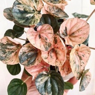 Tanaman Hias Peperomia Pink Lady