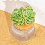 月亮仙子 三角水耕盆栽 室內植物 觀葉植物 禮物 水培 辦公室小物