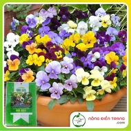 Mix Panax Flower Seeds - Multicolored Pansy Flowers - Multi-Colored Butterfly Flowers - 0.03g Packag