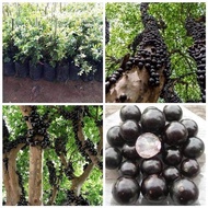 ต้นองุ่นบราซิล (Jabuticaba)สามารถปลูกในประเทสไทยได้เป็นอย่างดี รสหวาน นิยมนำมาทำไวน์ หรือรับประทานผลสดก็ได้ ในหนึ่งปีติดผลได้หลายรุ่น ลำต้นสูง 30ซม อย่างดี