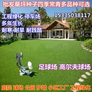 💕Spot Goods💕Purpleflower Holly Leaf Lawn Seeds American Lawn Cynodon Dactylon Bermuda Manila Slope P