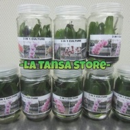 BIBIT BOTOL ANGGREK BULAN - PHALAENOPSIS
