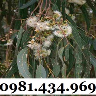 Dried Eucalyptus Leaves 01KG