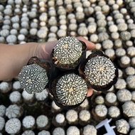 96% Praise Rate Super Pocket Real Cactus Plant Star Pocket Flowering Cactus Succulent Indoor Radiati