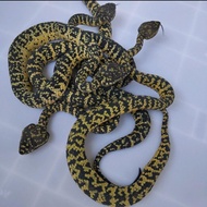 Ular Wagler (Tropidolaemus wagleri) dengan pola hitam kuning cocok untuk penggemar reptil.