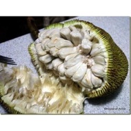 Pokok Buah Tarap Terap Real Plant Hotselling indoor Outdoor rare Exotic pokok bunga hiasan cantik vi