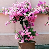 bibit bunga bugenvil pink varigata