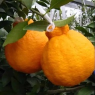 Bibit Tanaman buah jeruk dekopon super jumbo Varietas Valid