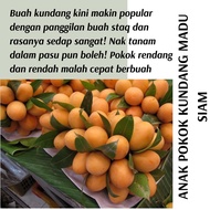 (Real Plant) Anak pokok Kundang Madu Siam cepat berbuah hybrid