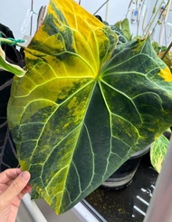 Bibit Bonggol Anthurium Variegata H009 / Kuping Gajah Hybrid Import