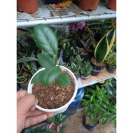 laurel  [paminta] seedling