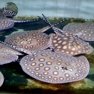 IKAN PARI MOTORO AIR TAWAR HIAS PREDATOR TANKMATE ARWANA STINGRAY