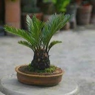 ต้นปรงแคระ ญี่ปุ่น บอนไซ Cycas siamensis จัดส่งพร้อมกระถางขนาด15นิ้ว ลำต้นสูงประมาณ1เมตร