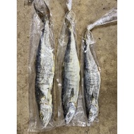 Ikan Tenggiri Seekor