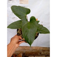 Sindo - Anthurium Hybrid By Anwar Alwazilach Live Plant TUD34SHKNV