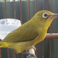 burung pleci dakun garut