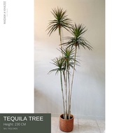 Tequila Tree 180-230 cm.ต้นเตกีล่า เกรดพรีเมี่ยม